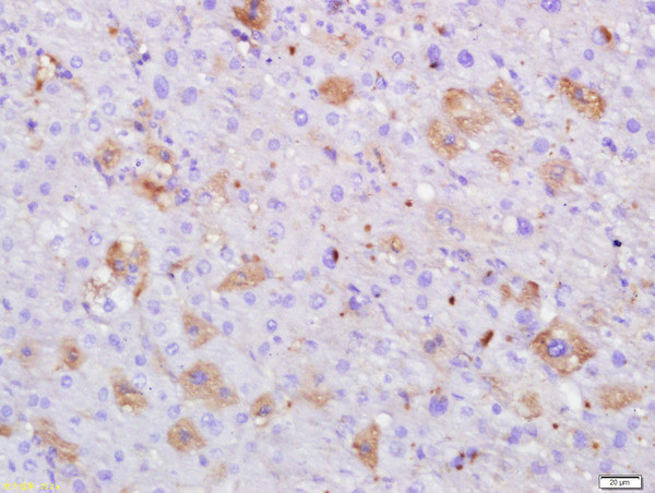 Serum albumin Antibody in Immunohistochemistry (Paraffin) (IHC (P))