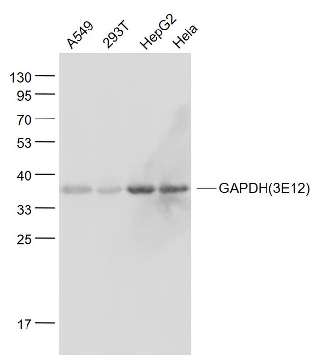 GAPDH Antibody in Western Blot (WB)