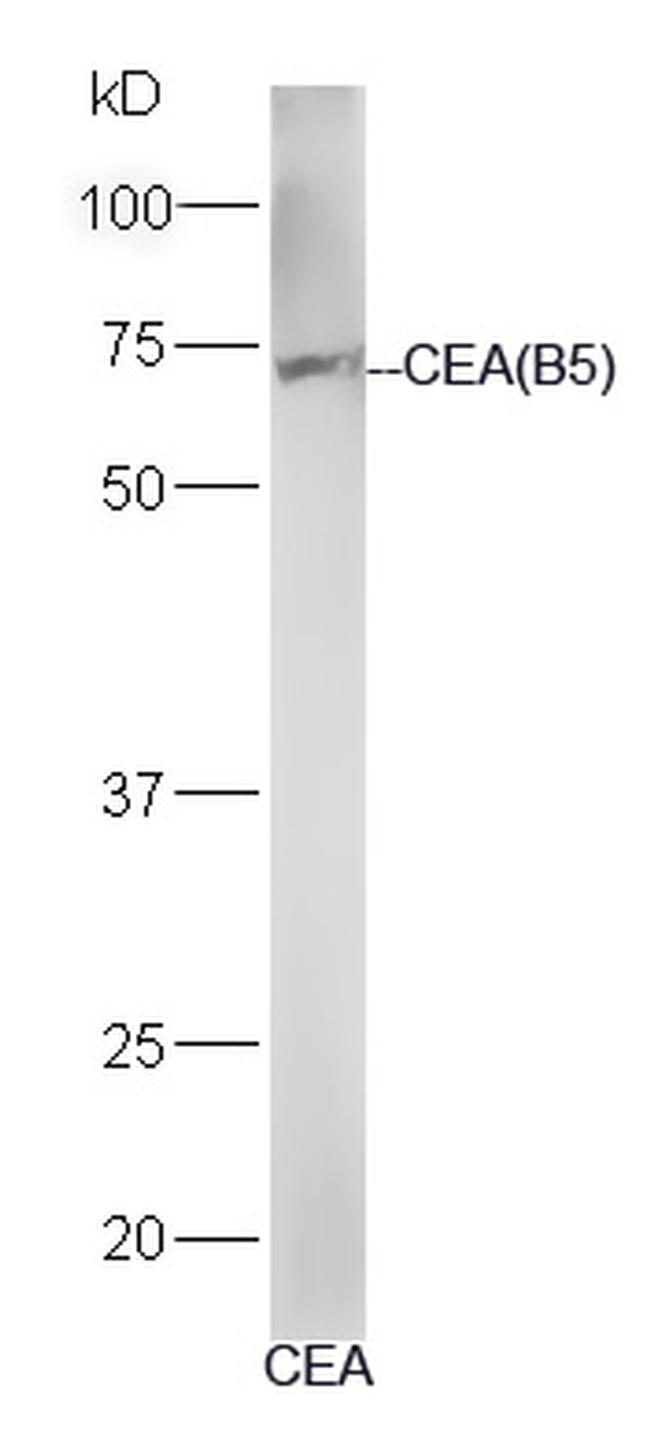 CEA Antibody in Western Blot (WB)