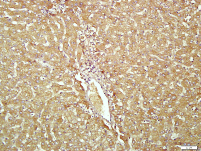 Transferrin Antibody in Immunohistochemistry (Paraffin) (IHC (P))
