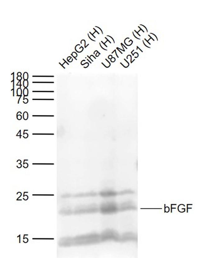 bFGF Antibody in Western Blot (WB)