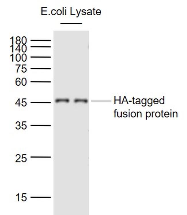 HA-Tag Antibody in Western Blot (WB)