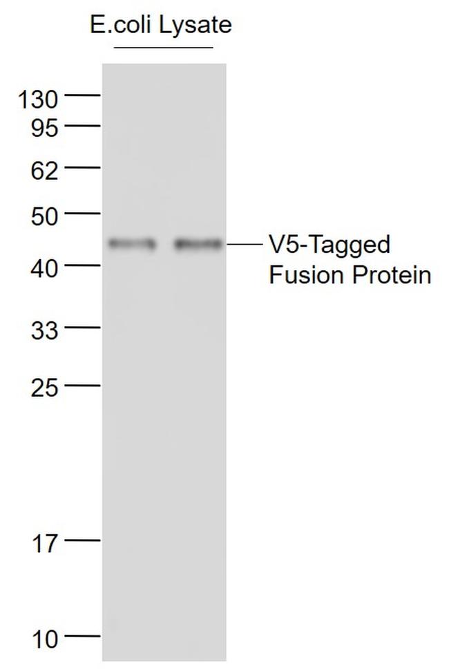 V5 Tag Antibody in Western Blot (WB)