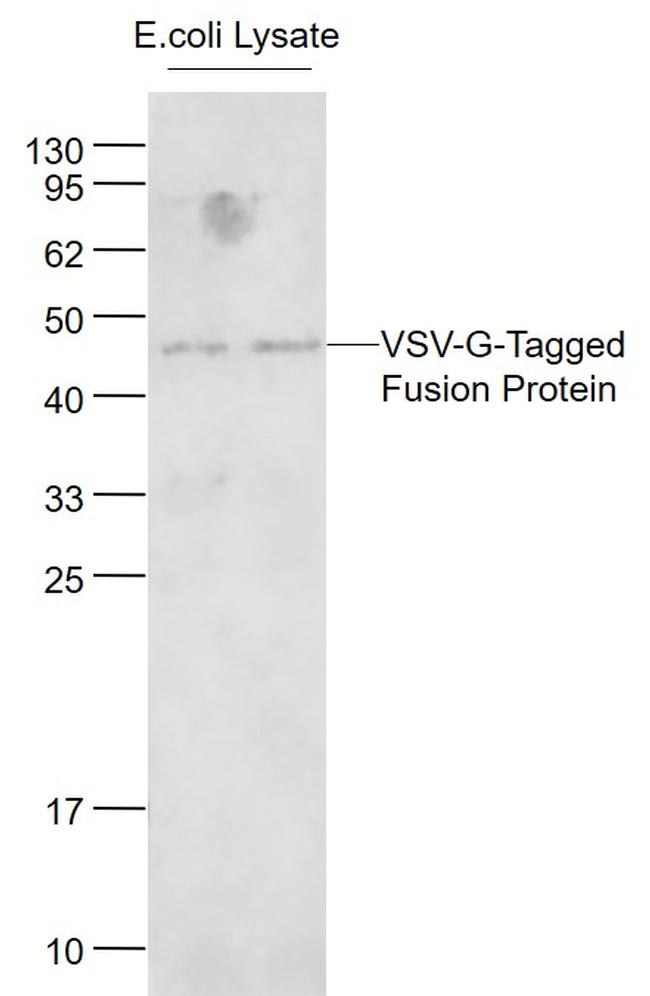 VSV-G Tag Antibody in Western Blot (WB)