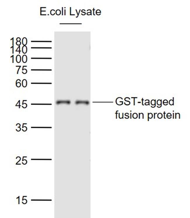 GST Tag Antibody in Western Blot (WB)