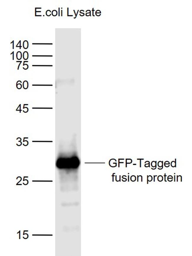 GFP-Tag Antibody in Western Blot (WB)