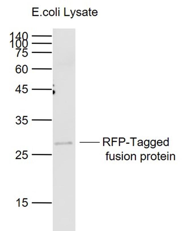 RFP-Tag Antibody in Western Blot (WB)