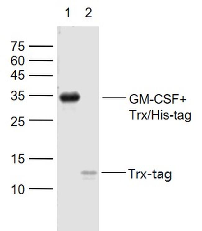 Trx-Tag Antibody in Western Blot (WB)