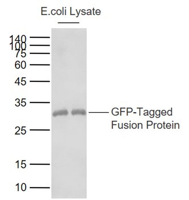 GFP-Tag Antibody in Western Blot (WB)