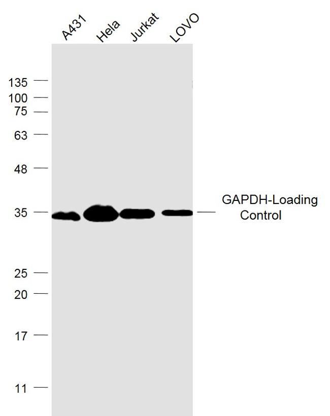 GAPDH Antibody in Western Blot (WB)