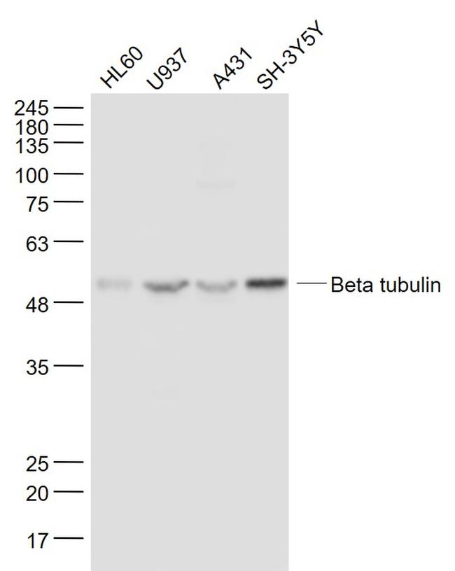 Beta tubulin Monoclonal Antibody (7G3) (BSM-33034M)