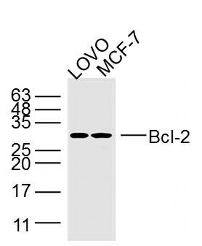 Bcl2 Antibody in Western Blot (WB)