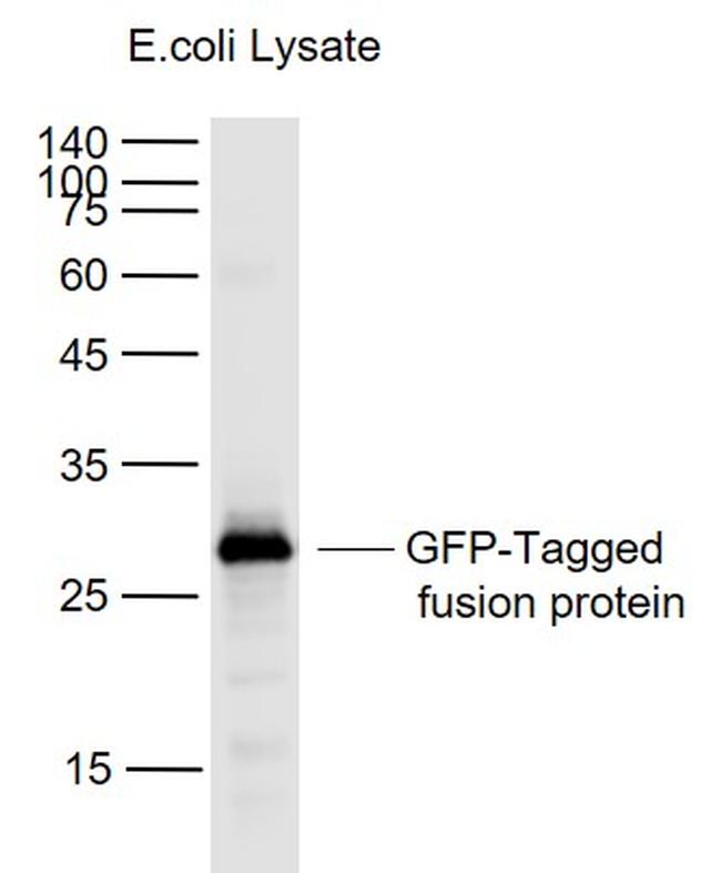 GFP-Tag Antibody in Western Blot (WB)