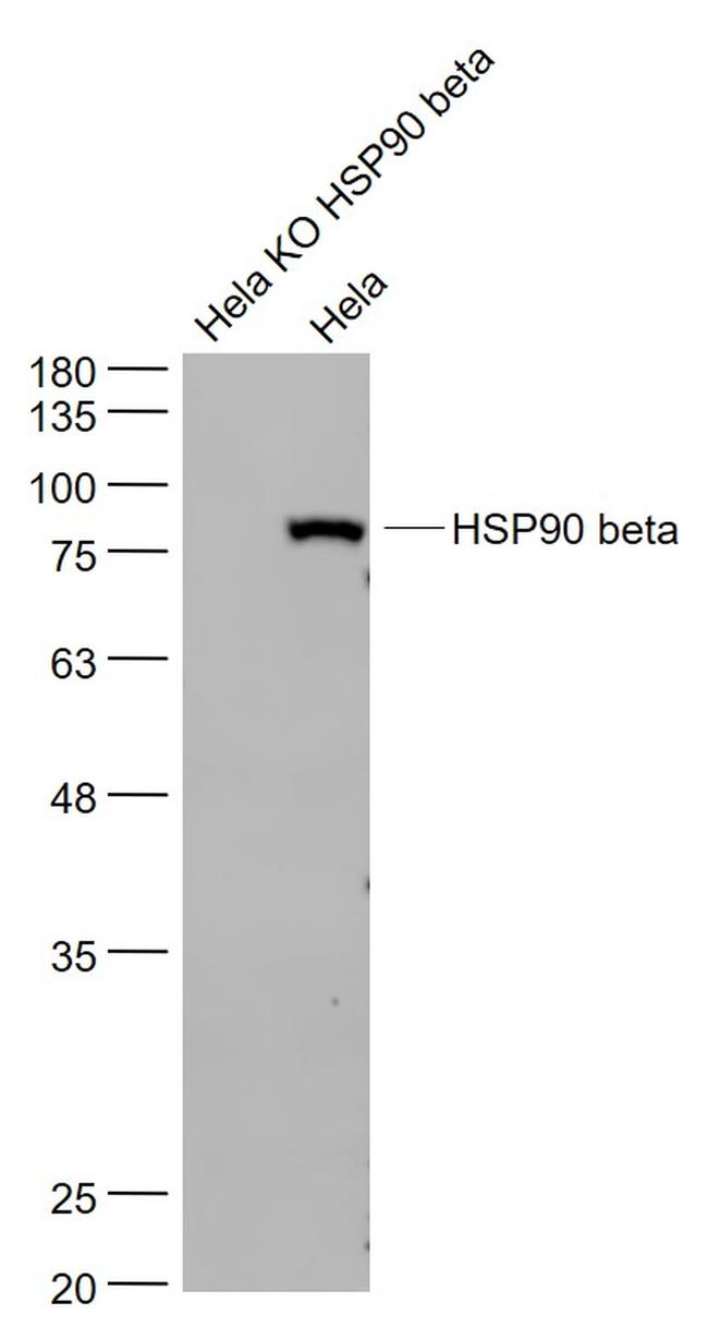 HSP90 beta Antibody in Western Blot (WB)