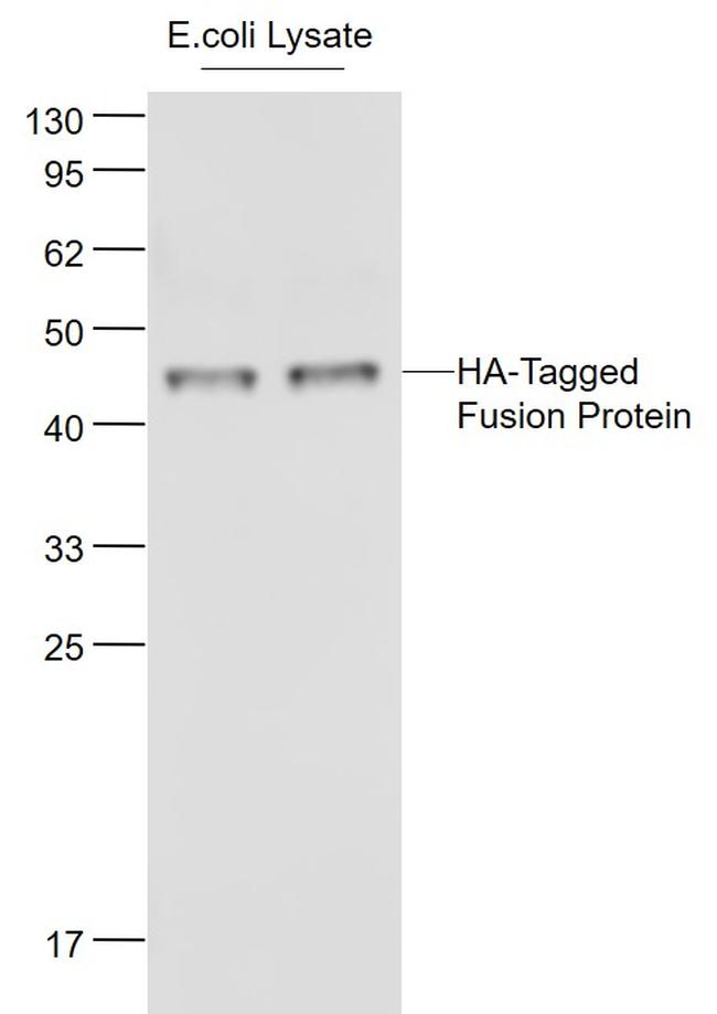 HA-Tag Antibody in Western Blot (WB)