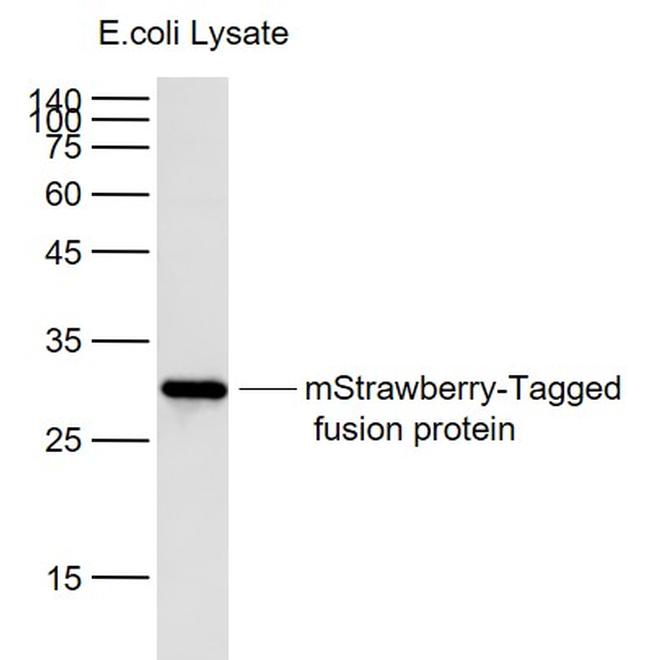 mStrawberry-Tag Antibody in Western Blot (WB)