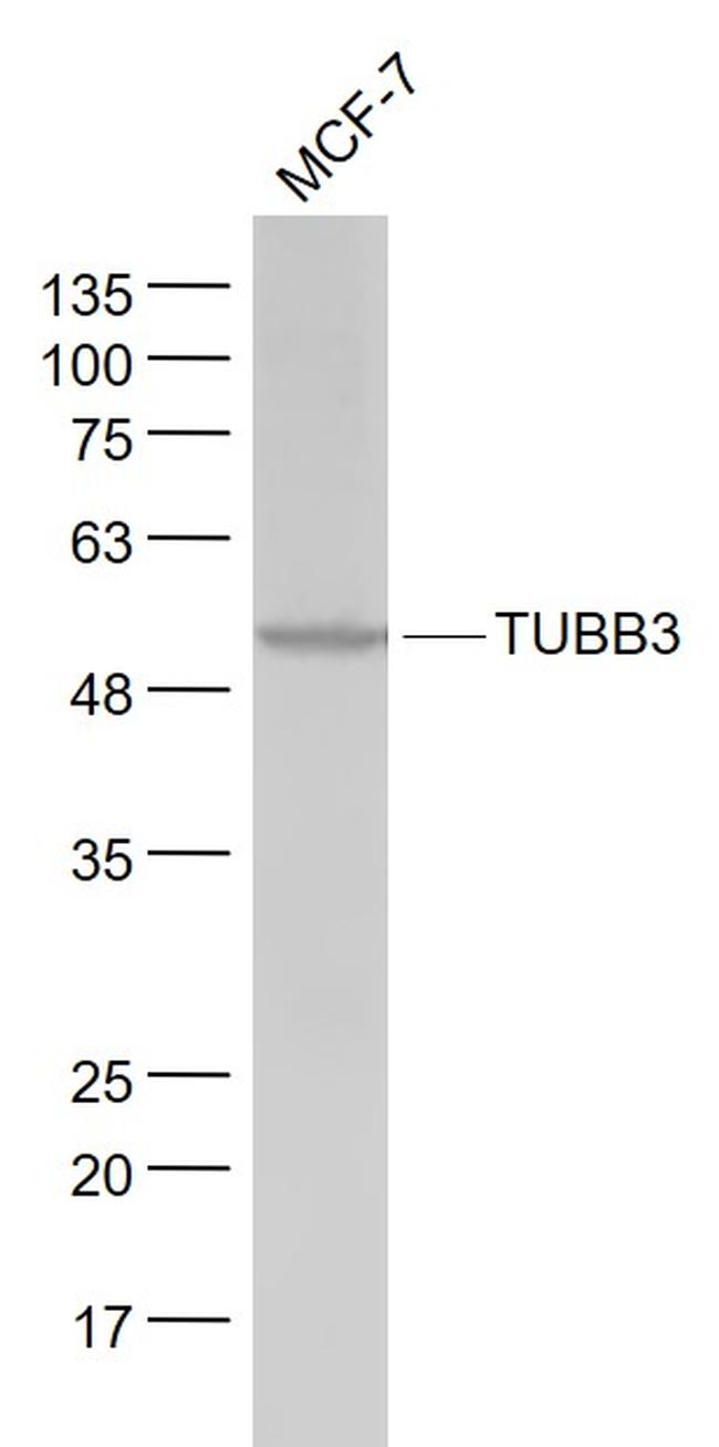 TUBB3 Antibody in Western Blot (WB)