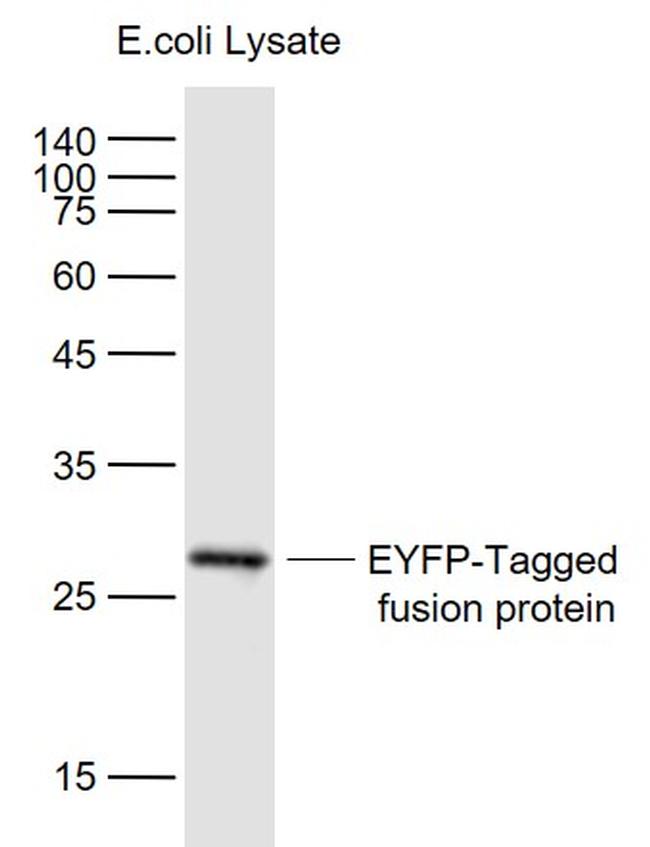 EYFP-Tag Antibody in Western Blot (WB)