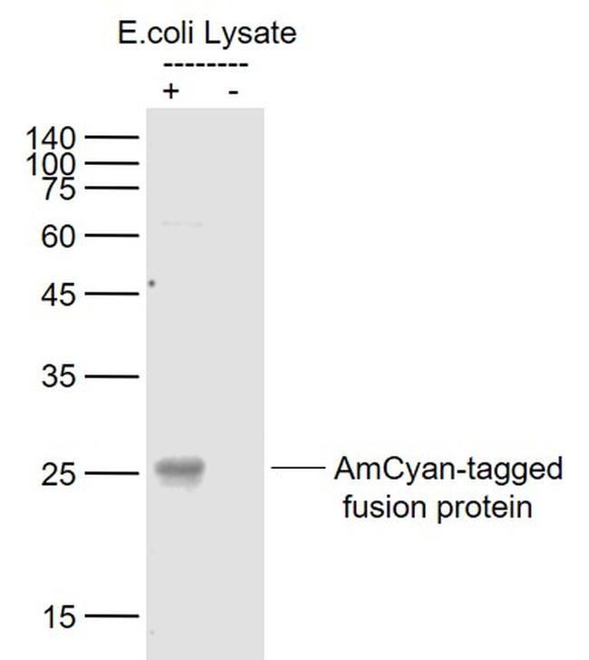 AmCyan-Tag Antibody in Western Blot (WB)