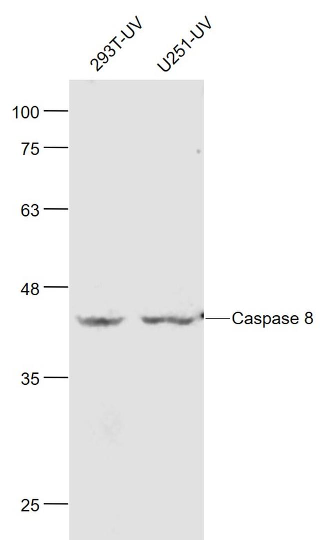 Caspase 8 Antibody in Western Blot (WB)