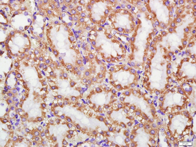 Cytochrome C Antibody in Immunohistochemistry (Paraffin) (IHC (P))