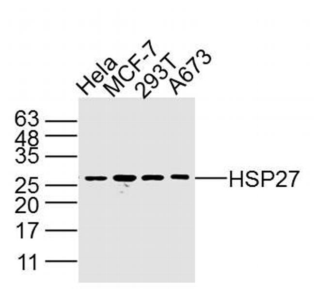 HSP27 Antibody in Western Blot (WB)