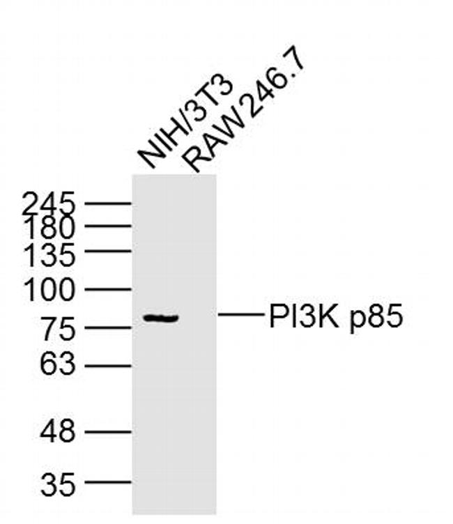 PI3K p85 Antibody in Western Blot (WB)