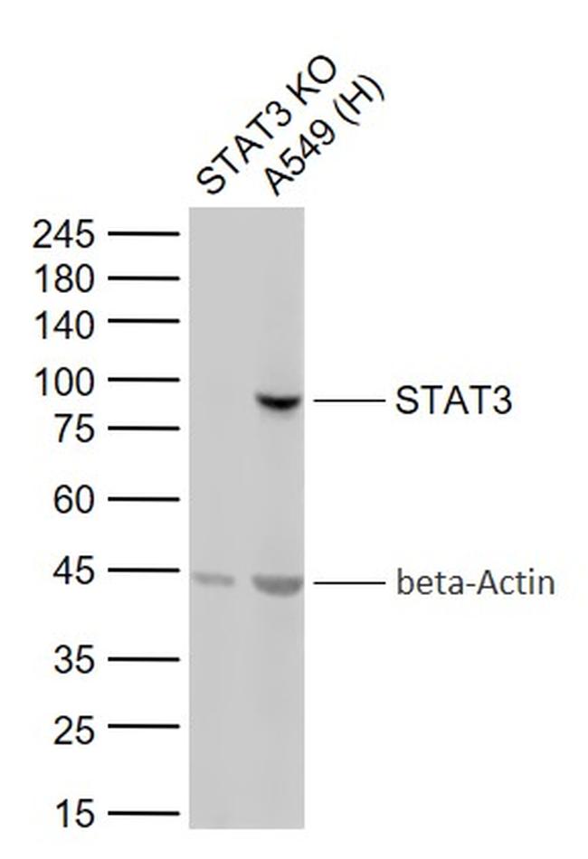 Stat 3.doc STAT3 Monoclonal Antibody (5H4) (BSM-33223M)