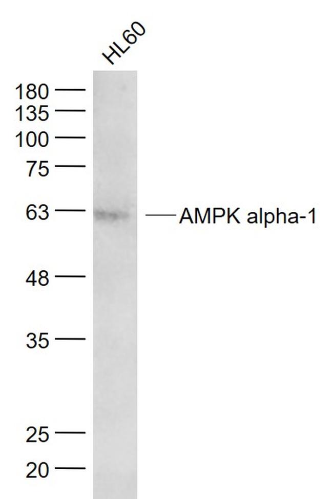 AMPK alpha-1 Antibody in Western Blot (WB)