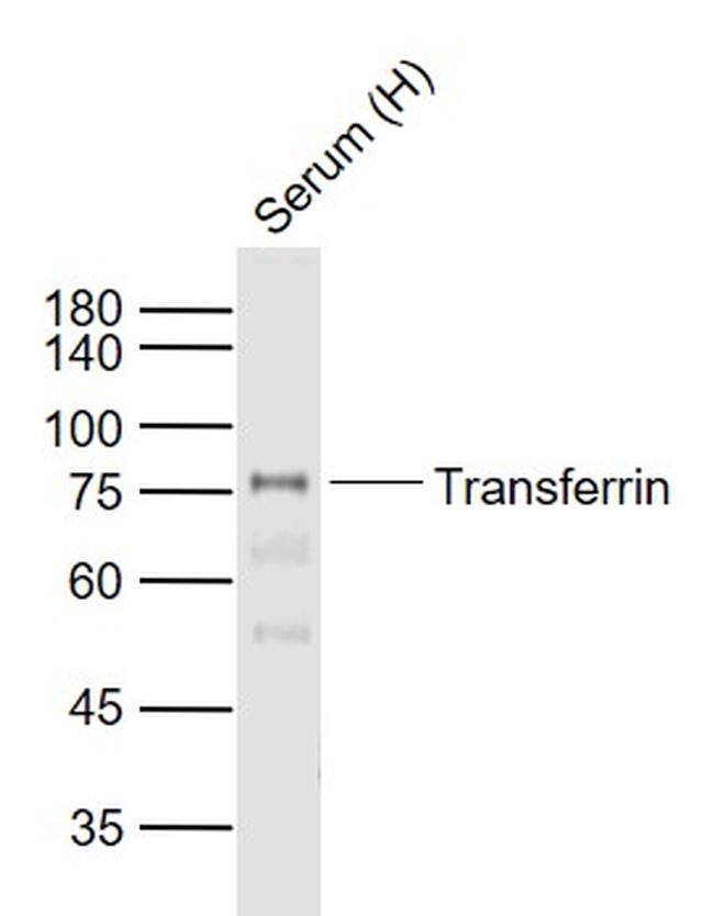 Transferrin Antibody in Western Blot (WB)
