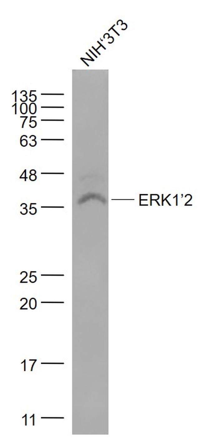 ERK1/2 Monoclonal Antibody (3G4) (BSM-33337M)