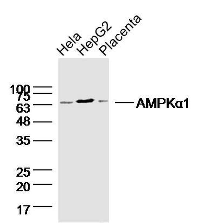 AMPK alpha-1 Antibody in Western Blot (WB)