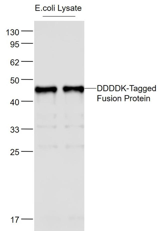 DYKDDDDK Tag Antibody in Western Blot (WB)