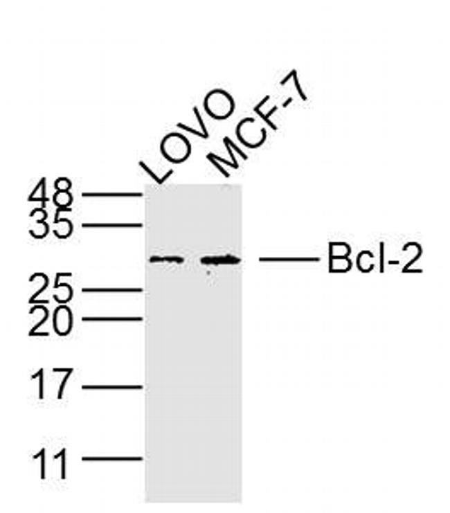 Bcl-2 Antibody in Western Blot (WB)