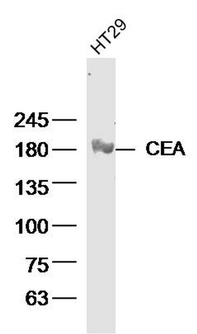 CEA Antibody in Western Blot (WB)