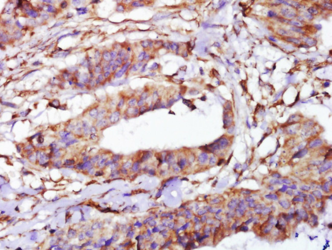 alpha Tubulin Antibody in Immunohistochemistry (Paraffin) (IHC (P))