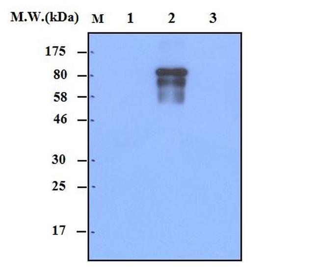 IKK beta Antibody in Western Blot (WB)