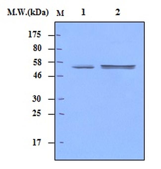 Lyn Antibody in Western Blot (WB)