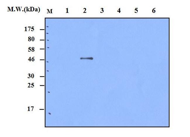 Cyclin D1 Antibody in Western Blot (WB)