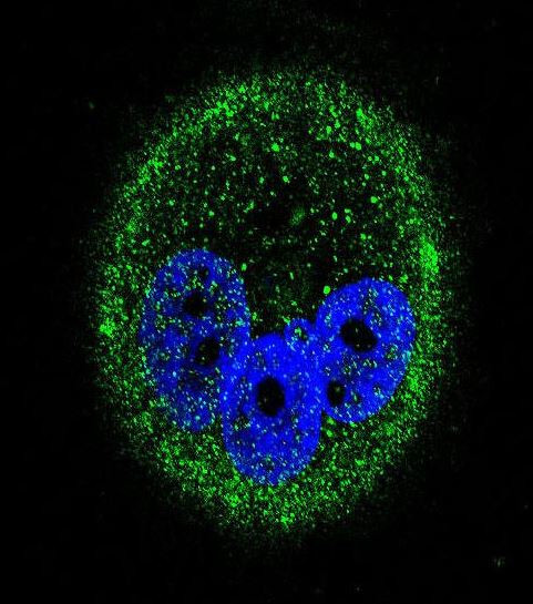 MAPK15 Antibody in Immunocytochemistry (ICC/IF)