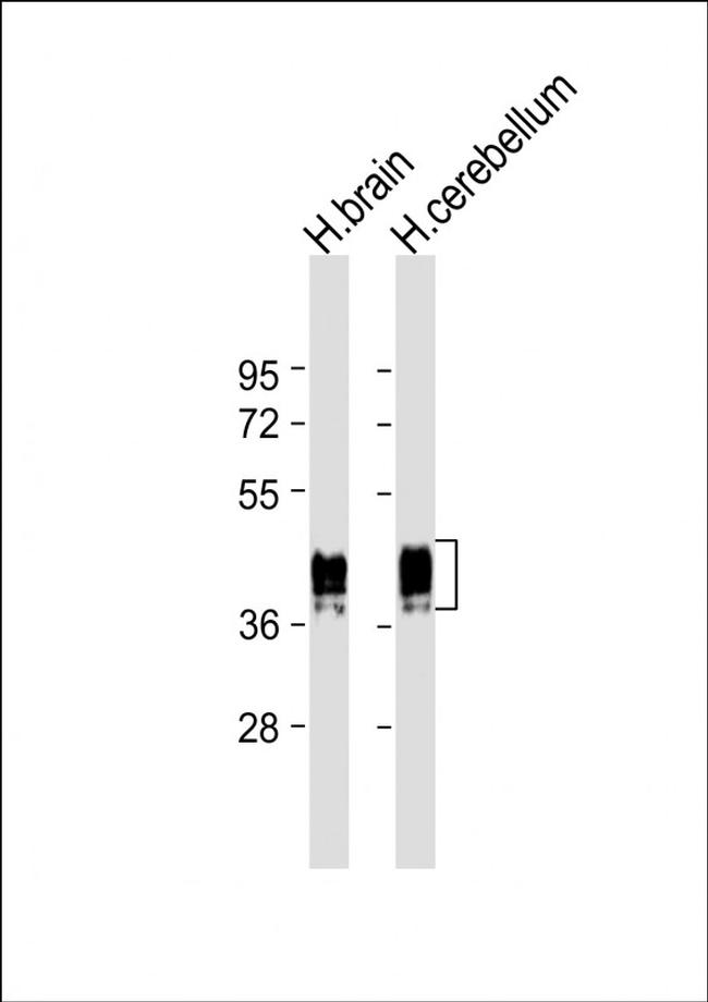 GFAP Antibody in Western Blot (WB)