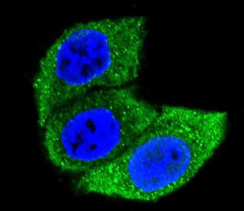 HSPA1A Antibody in Immunocytochemistry (ICC/IF)