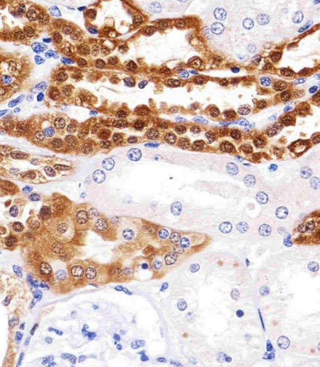 UCHL1 Antibody in Immunohistochemistry (Paraffin) (IHC (P))