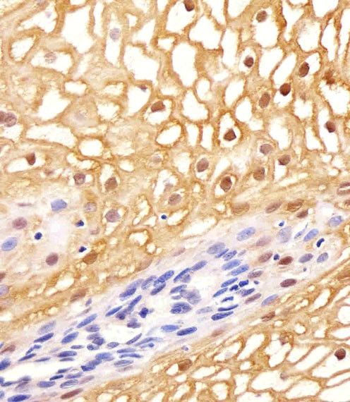ANXA1 Antibody in Immunohistochemistry (Paraffin) (IHC (P))