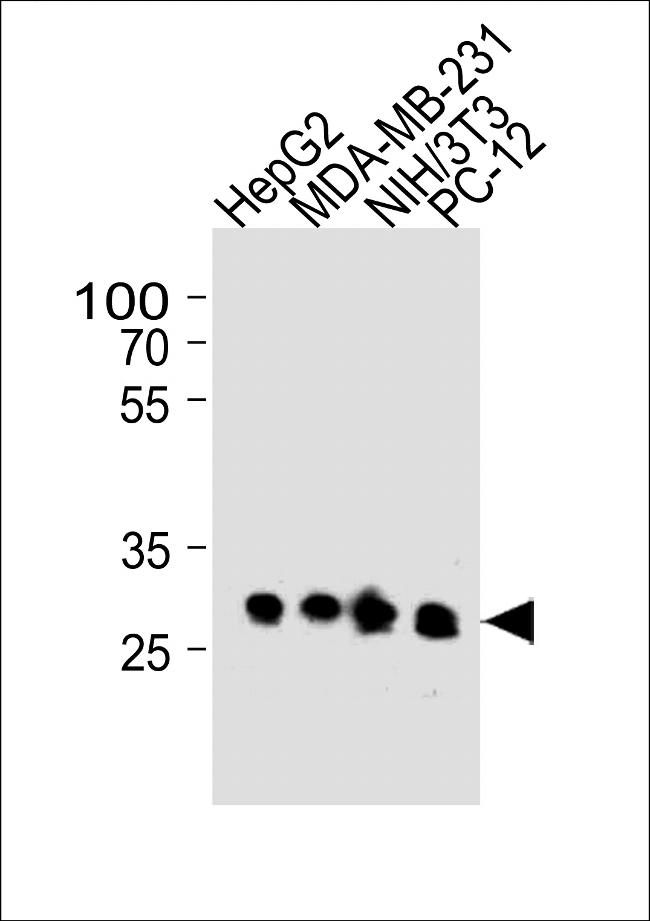 BCL2L1 Antibody in Western Blot (WB)
