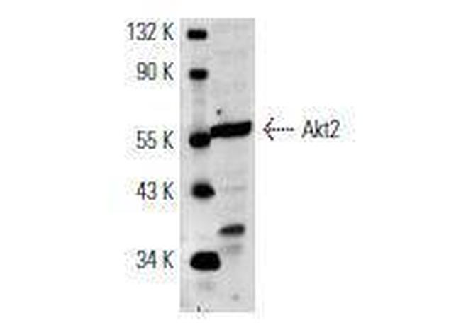 Akt2 Antibody in Western Blot (WB)
