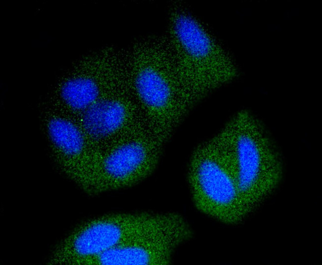 Src Antibody in Immunocytochemistry (ICC/IF)