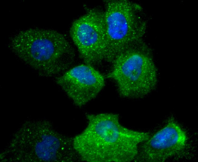 Integrin alpha 2 Antibody in Immunocytochemistry (ICC/IF)