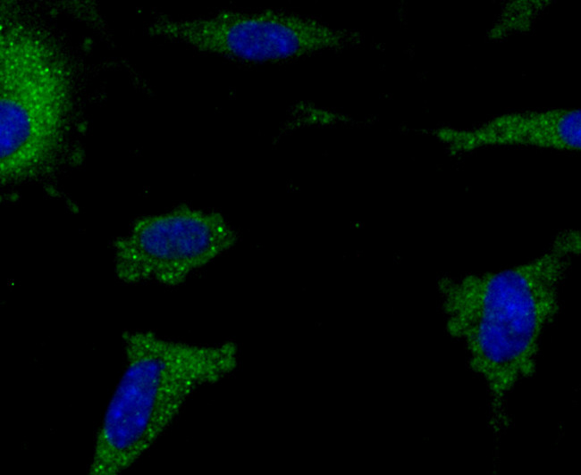 AIF1 Antibody in Immunocytochemistry (ICC/IF)