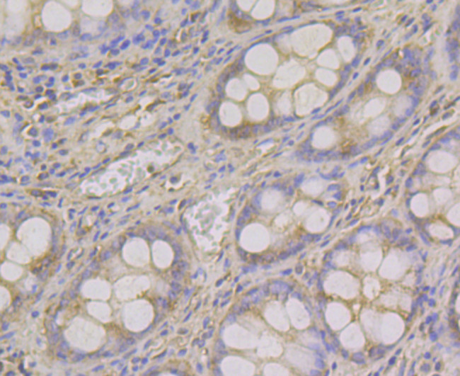 ADAMTS13 Antibody in Immunohistochemistry (Paraffin) (IHC (P))